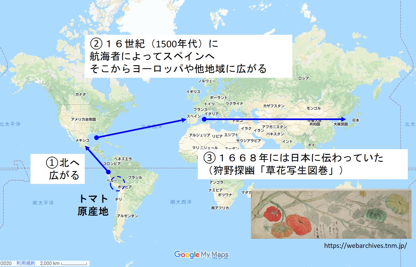 1 トマトが日本で愛されるようになるまで トマトのブログ