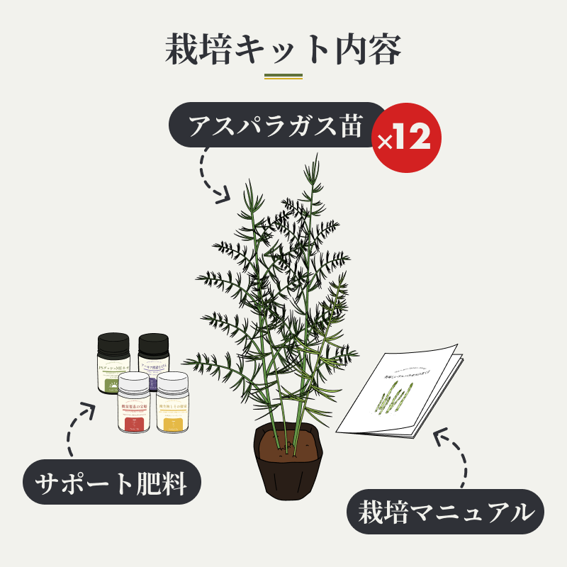 パイオニアエコサイエンス通販サイト 期間限定 苗ご予約 アスパラガス 太宝早生 スグデル 栽培キット 8株 4株 栽培指導付き