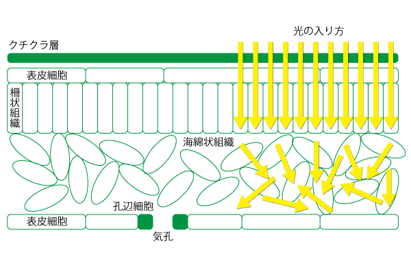 葉の厚みと大きさについて トマト栽培情報 マウロの地中海トマト