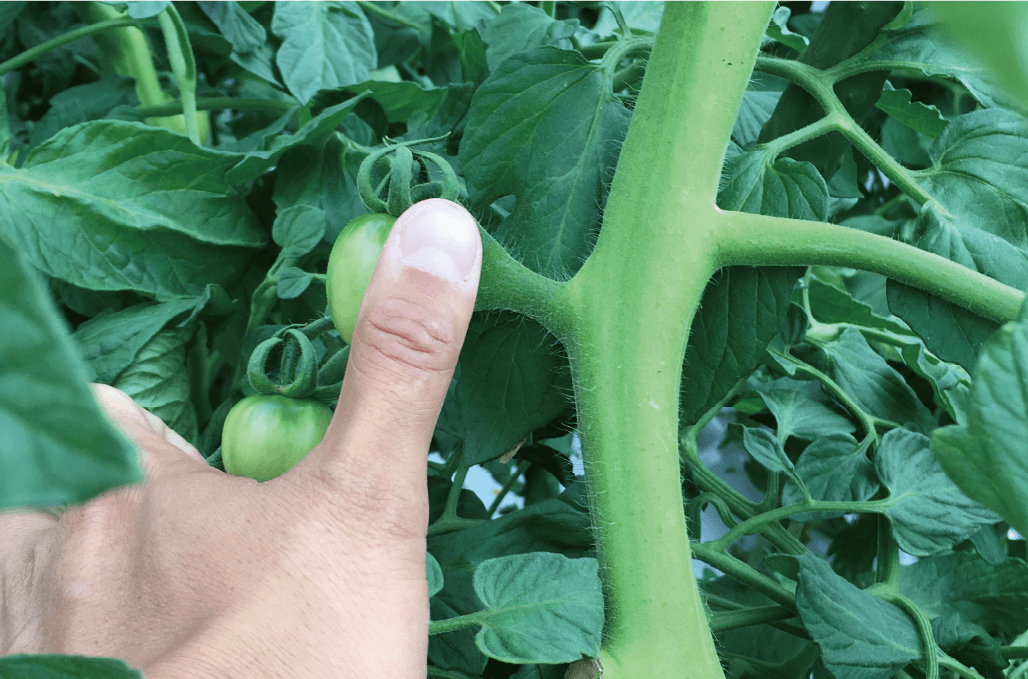 茎の異常 トマト栽培情報 マウロの地中海トマト