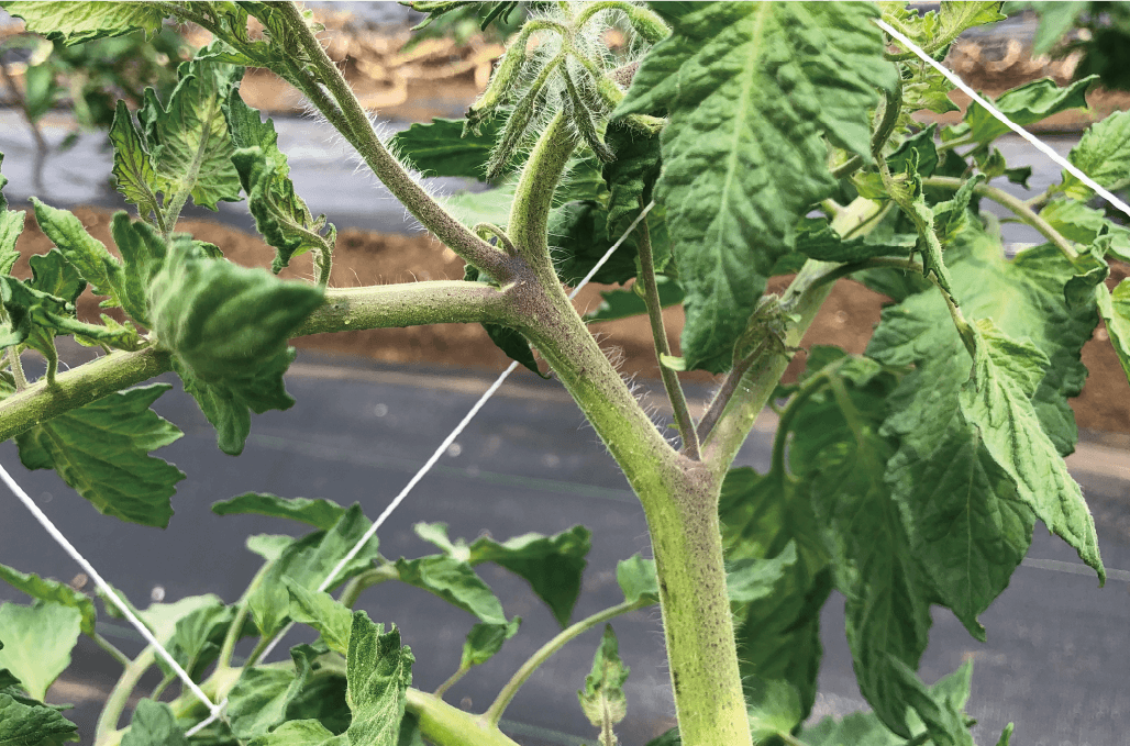 チッソ過剰について トマト栽培情報 マウロの地中海トマト