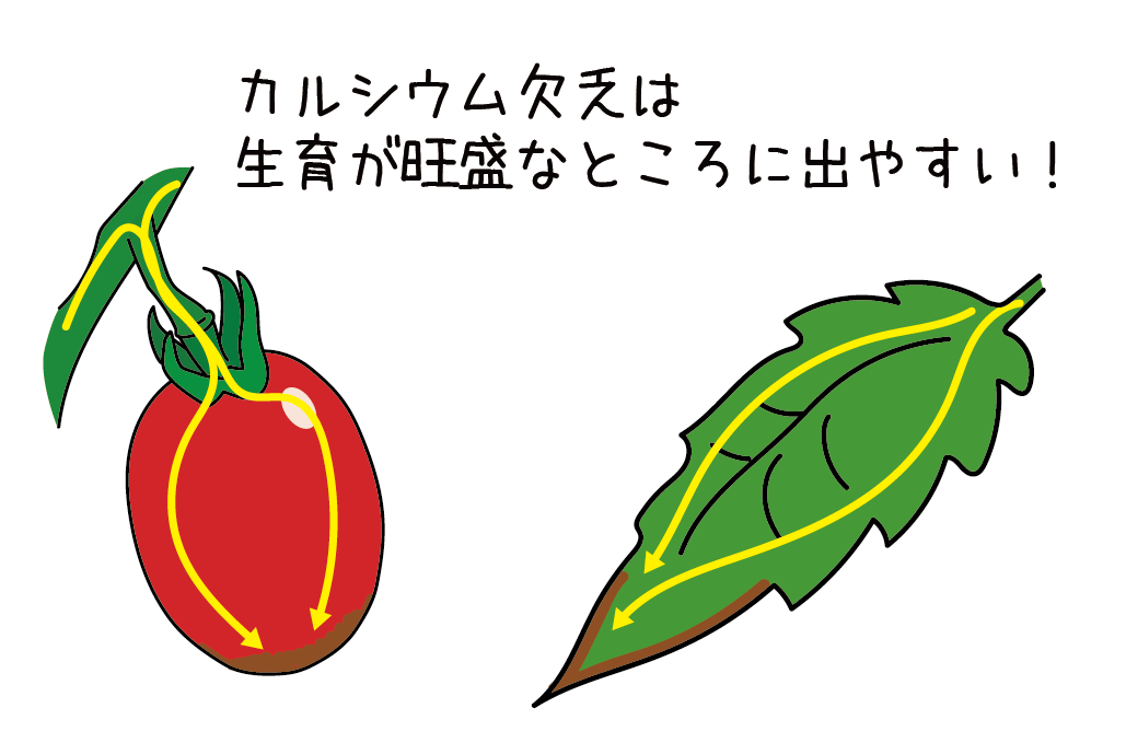 トマト 尻腐れ 芯腐れ トマト栽培情報 マウロの地中海トマト