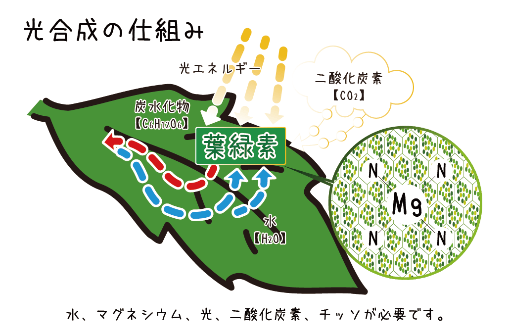 光合成とは トマト栽培情報 マウロの地中海トマト