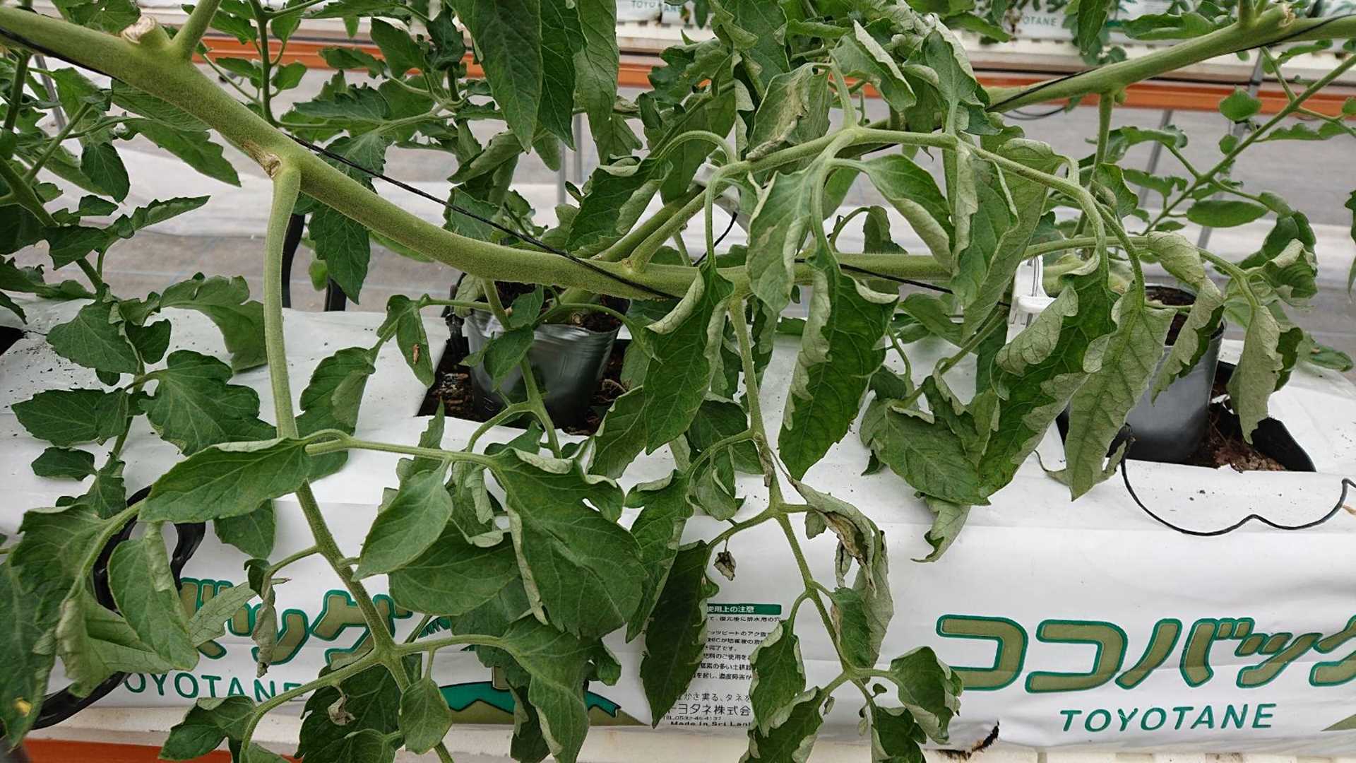 水不足と水切り栽培 トマト栽培情報 マウロの地中海トマト