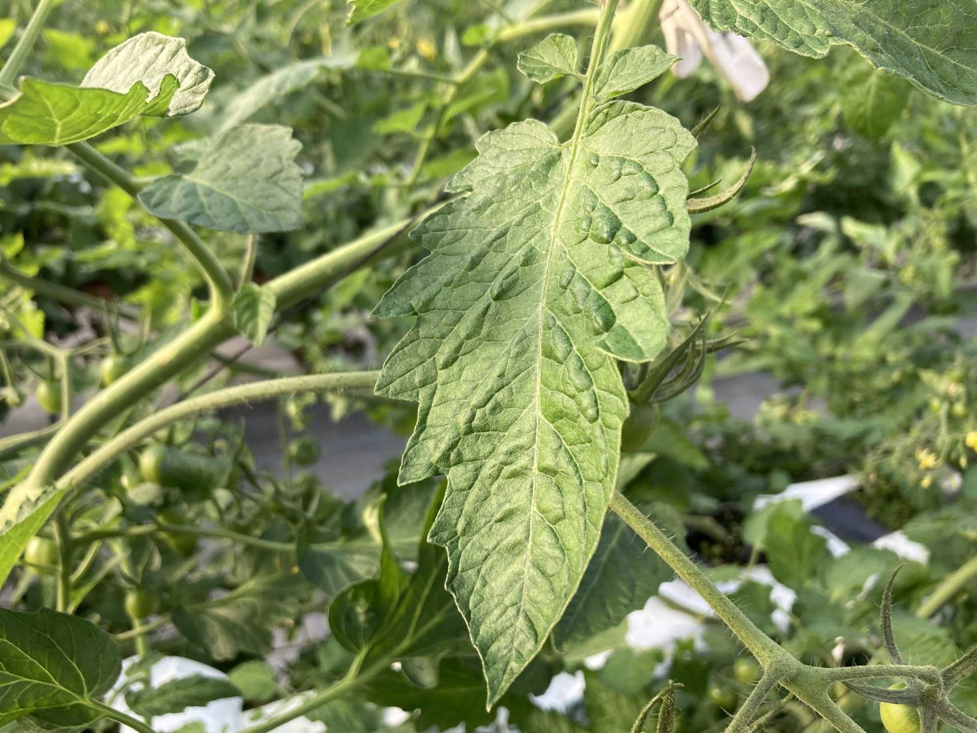 葉の厚みと大きさについて トマト栽培情報 マウロの地中海トマト