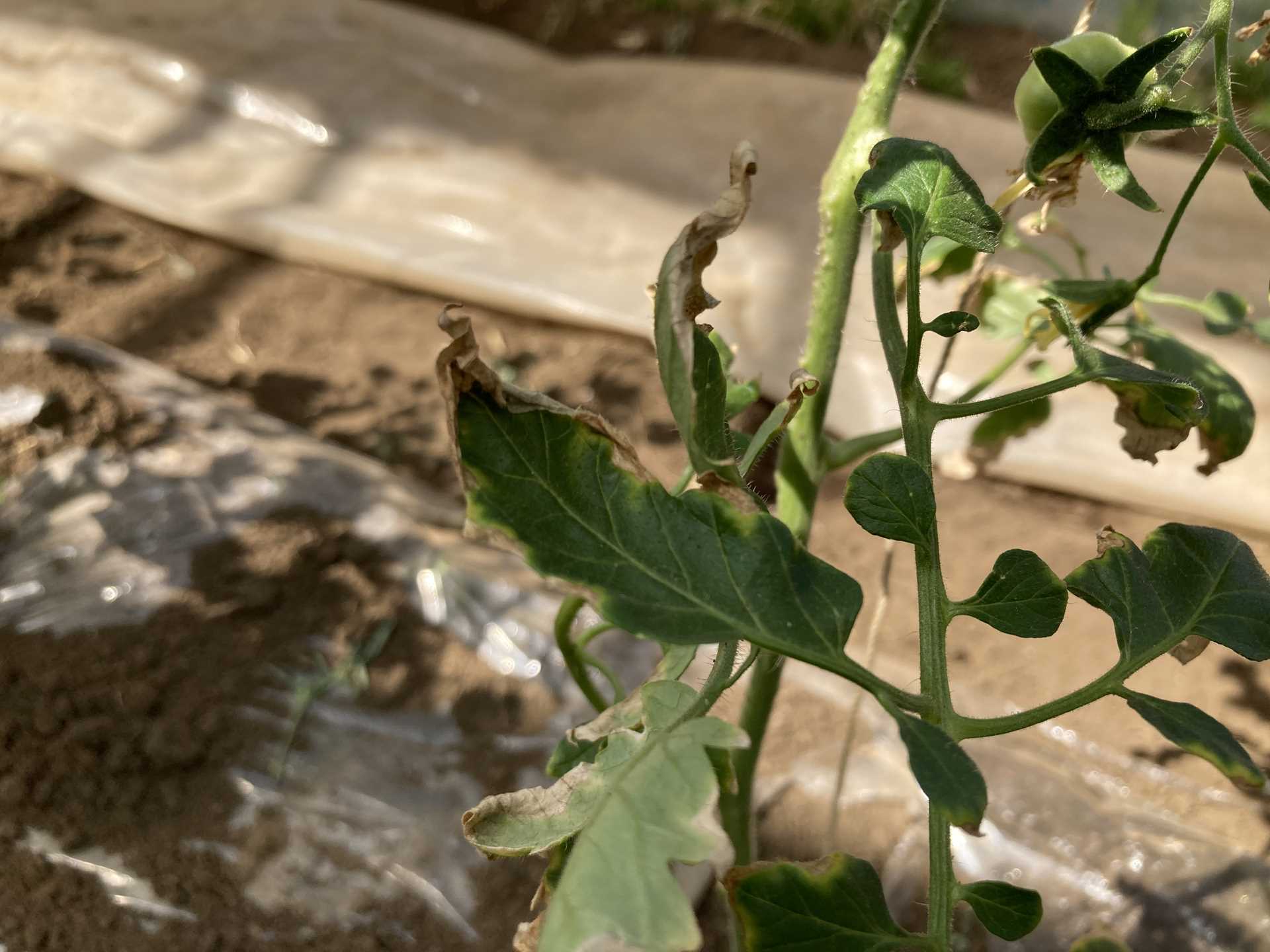 カルシウム欠乏 トマト栽培情報 マウロの地中海トマト