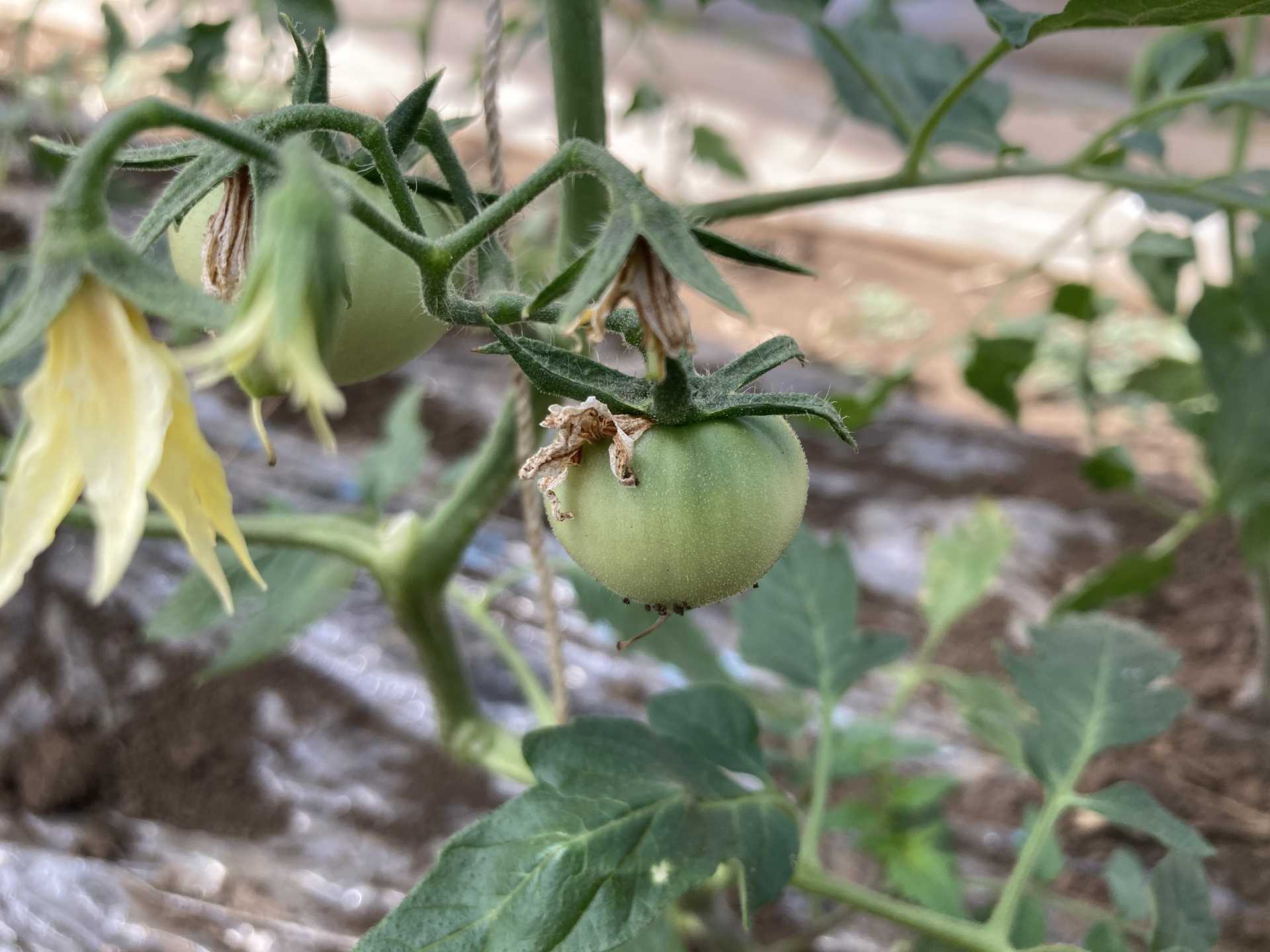 灰色かび病 トマト栽培情報 マウロの地中海トマト