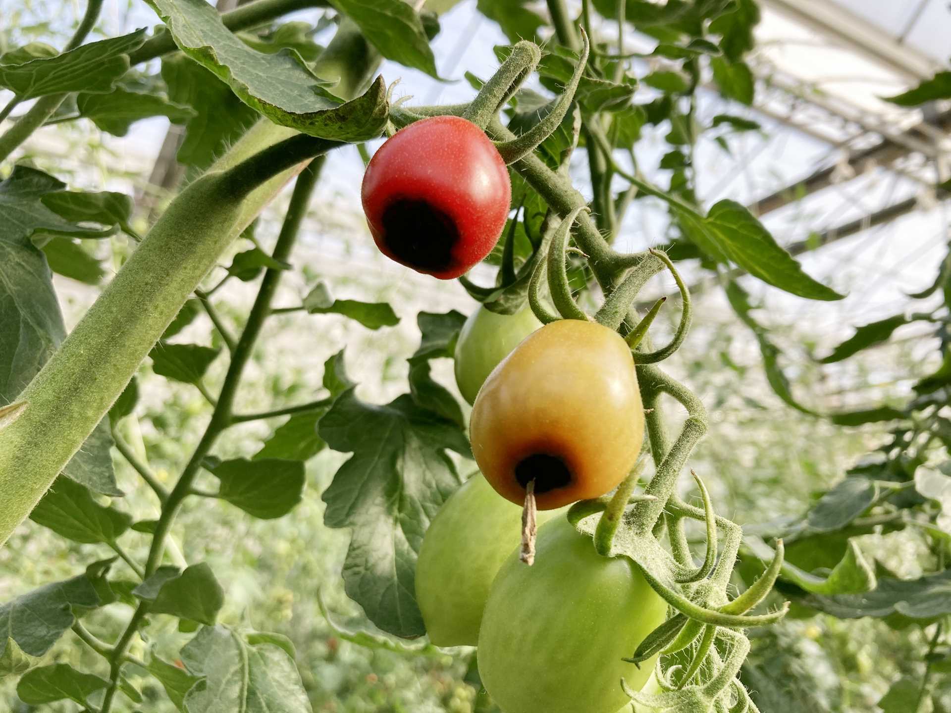 トマト 尻腐れ 芯腐れ トマト栽培情報 マウロの地中海トマト