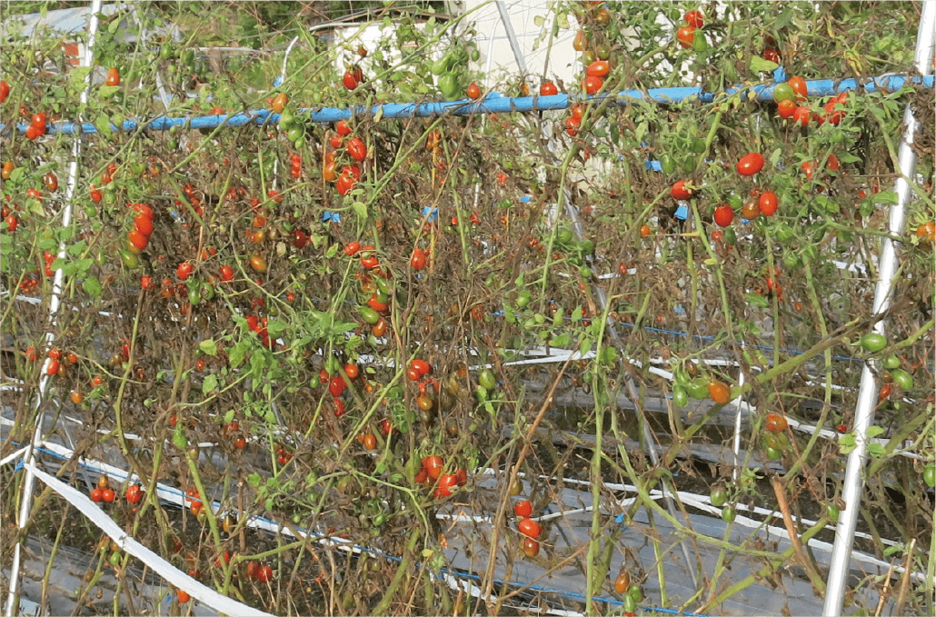 青枯れ病とは トマト栽培情報 マウロの地中海トマト