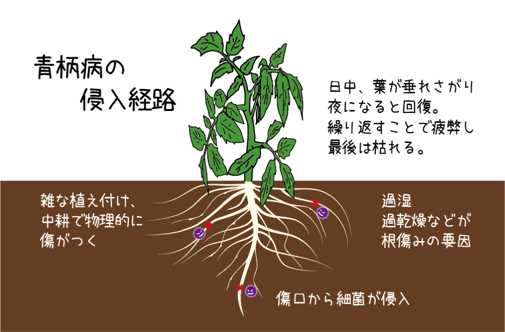 青枯れ病とは トマト栽培情報 マウロの地中海トマト