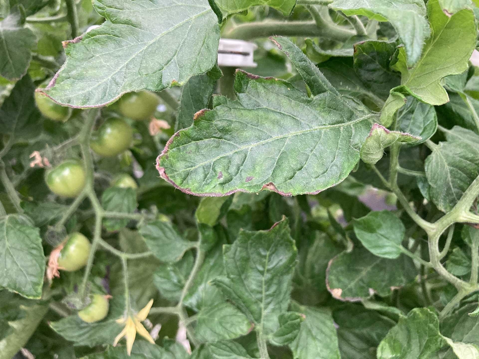 カリウム欠乏について トマト栽培情報 マウロの地中海トマト
