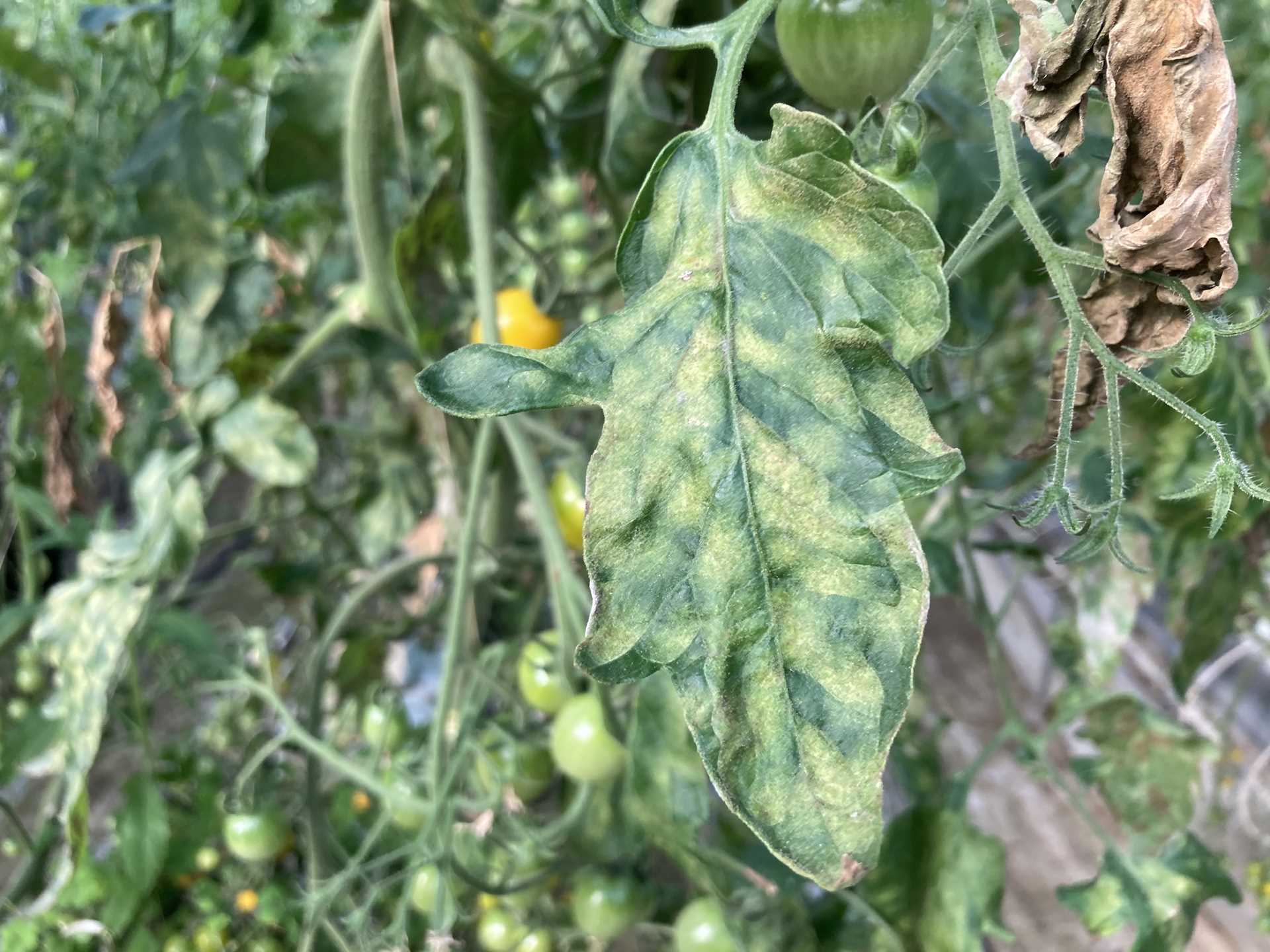 葉かび病とは トマト栽培情報 マウロの地中海トマト