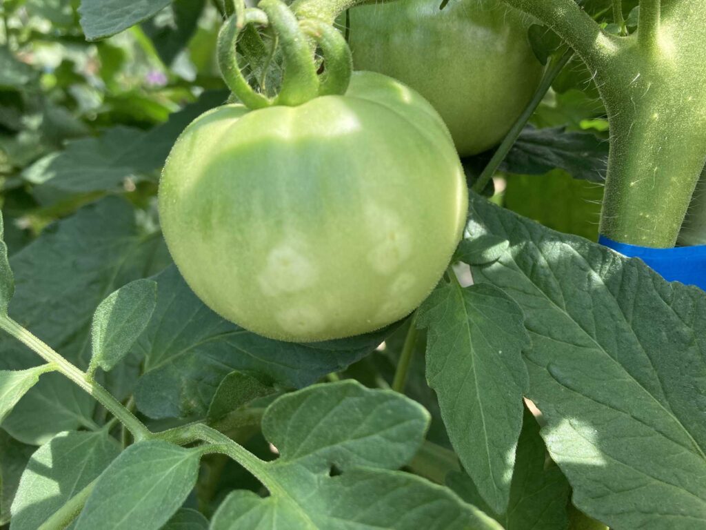 アザミウマについて トマト栽培情報 マウロの地中海トマト
