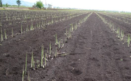 作型 栽培方法に応じてアスパラガスの品種選択をサポート 種苗 農業資材の販売と土壌 植物 水質分析による肥培管理のご提案 パイオニアエコサイエンス株式会社