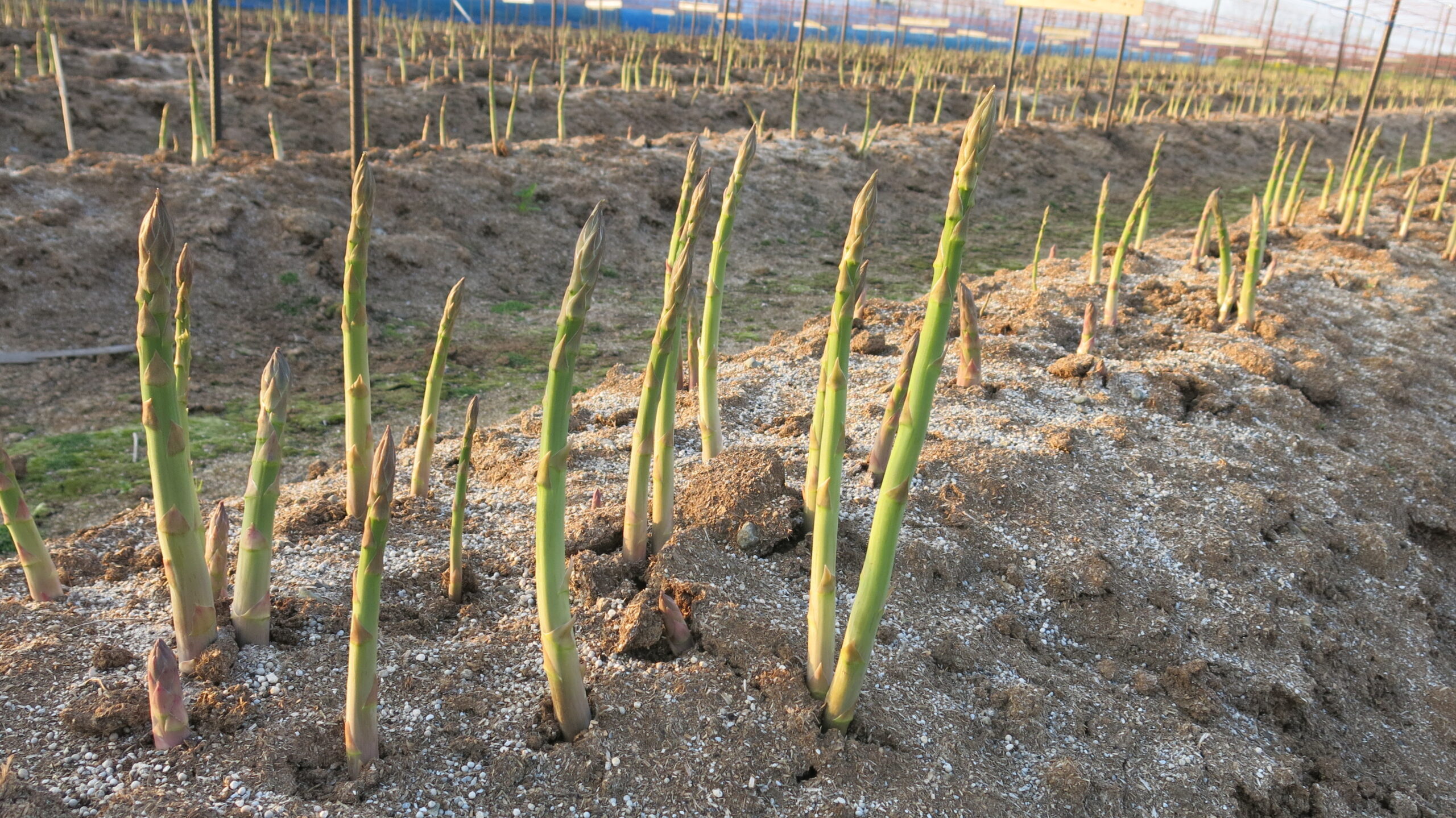 ゼンユウガリバー_1 | 種苗/農業資材の販売と土壌/植物/水質分析による